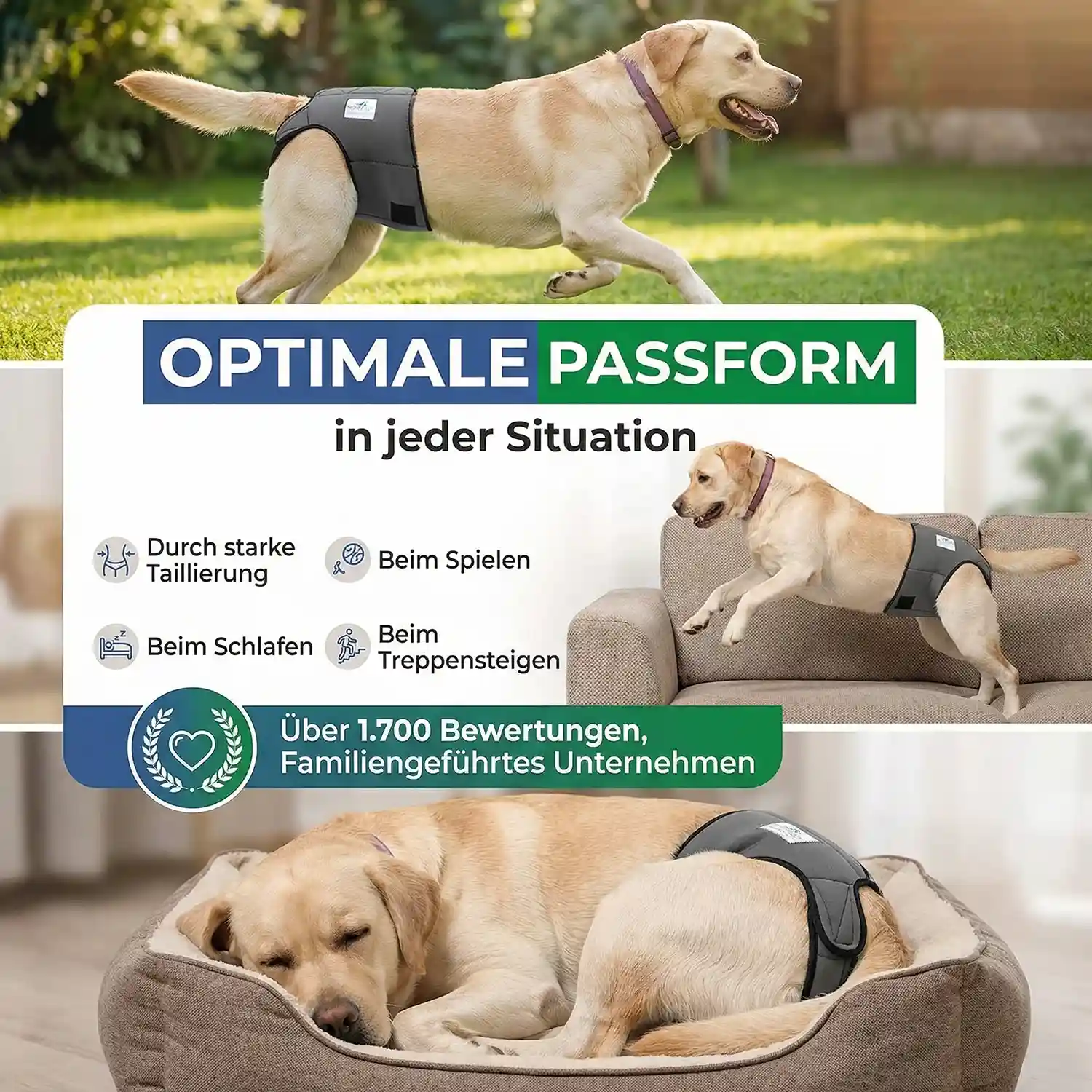 Läufigkeitshose für Hündinnen aus Neopren 9 Läufigkeitshose_USP2