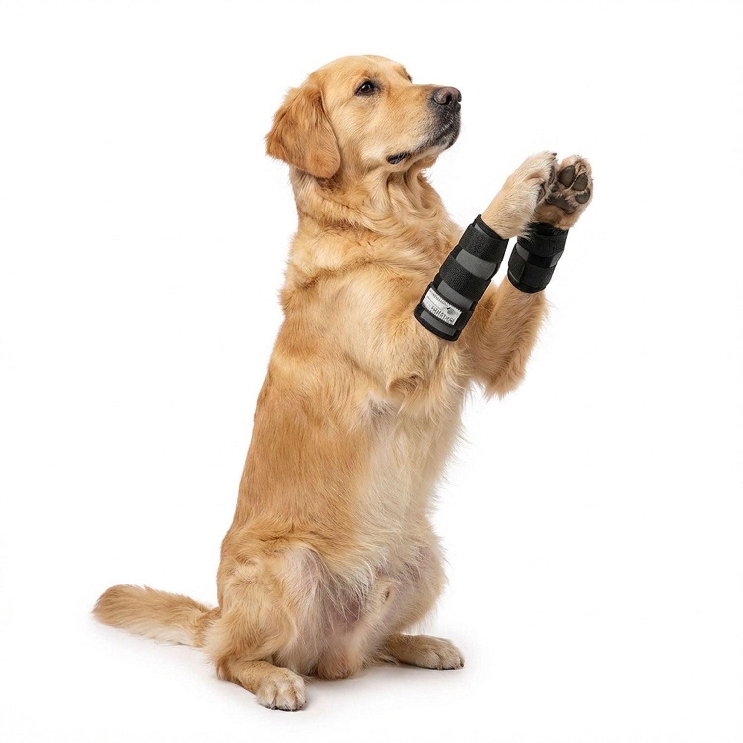 Sport Bandage für Hunde 5 Sportbandage für Hunde