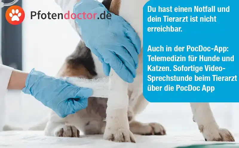 Erste Hilfe Set für Hunde 7 Erste Hilfe Set für Hunde – Bild 4