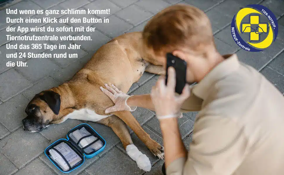 Erste Hilfe Set für Hunde 9 Erste Hilfe Set für Hunde – Bild 5