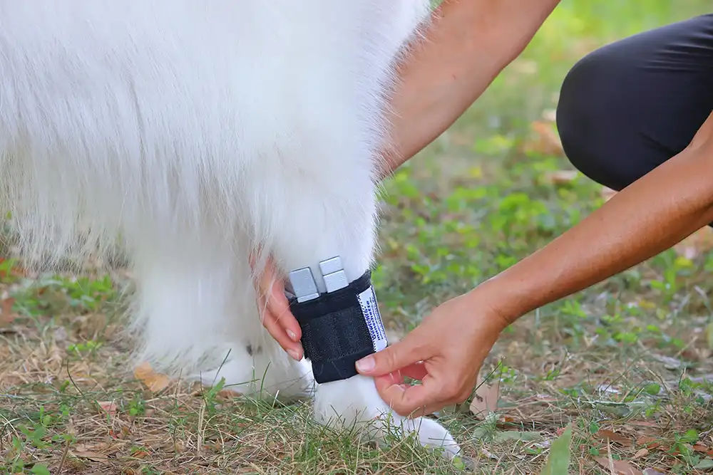 Therapiemanschette für Hunde 17 Gewichtsmanschette für den Muskelaufbau Ihres Hundes