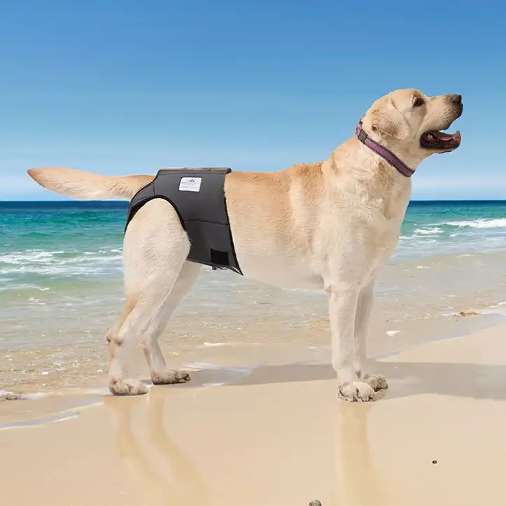 Läufigkeitshose für Hündinnen am Strand