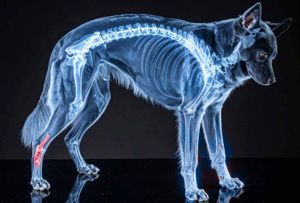Sprunggelenk Probleme beim Hund - Pfaff Nature Pet Sprunggelenk Probleme beim Hund - Pfaff Nature Pet