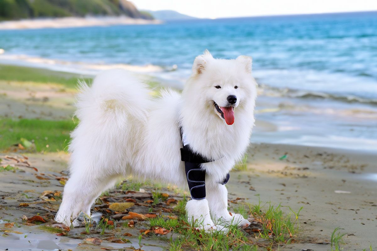 Liegeschwielen- / Ellenbogen Bandage für Hunde 5 Liegeschwielen Bandage im Einsatz am Strand